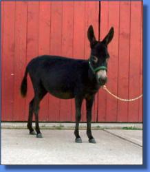 Maxwell Ridge Farm's Whitney - Lot #5