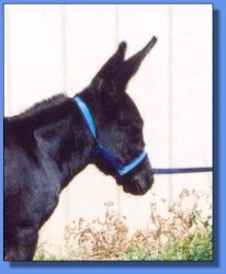 Lot # 3 ~ Gardner's Willamena Mine