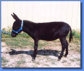 Lot # 3 ~ Gardner's Willamena Mine