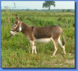 Lot #25 ~ Ass-Pirin Acres With Bells On