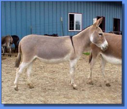 Lot #15 ~ Ass-Pirin Acres Wynona