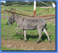 Lot #29 ~ Hebron Donkey Company's Z