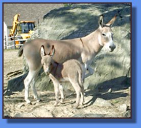 Lot # 11 ~ Flight of Fancy Julia Clark