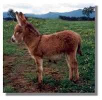 Asspirin Acres Lil Red Magnolia (6198 bytes)