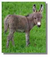 miniature
donkey, Nashawna, for sale (5735 bytes)